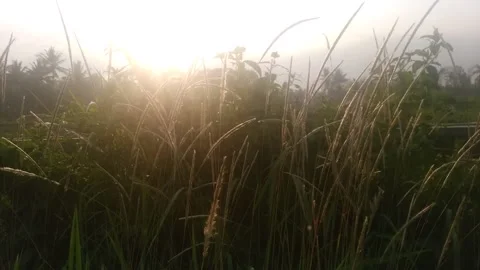 Landscape Stock Footage 134355270