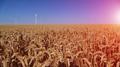 Landscape footage of wind generators in the wheat field. Stock Footage 72197796