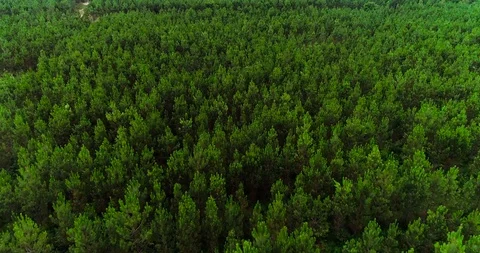Landscape forest in aerial view Stock Footage 95190281