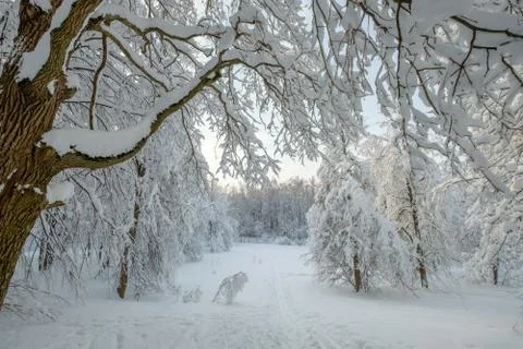 Landscape in the forest after snowfall Stock Photos