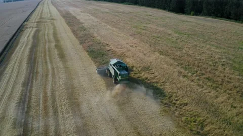 Landscape with forest and field where combines collect grain Video stock 136444265