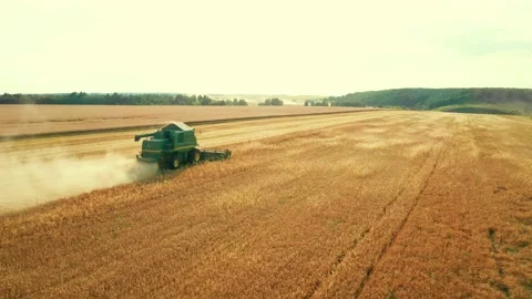 Landscape with forest and field where combines collect grain Video stock 136445844