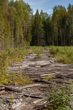 Landscape with forest and road through a swamp Stock Photos