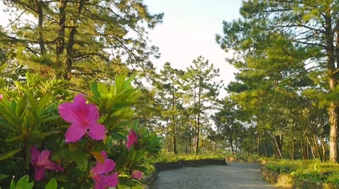 Landscape of forest and trees at Phu ruea national park, Loei –Thailand Stock Footage 56089493