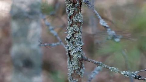 Landscape forest berries, mushrooms, trees plants nature insects Video stock 80287589