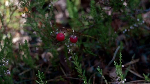 Landscape forest berries, mushrooms, trees plants nature insects Video stock 80287594
