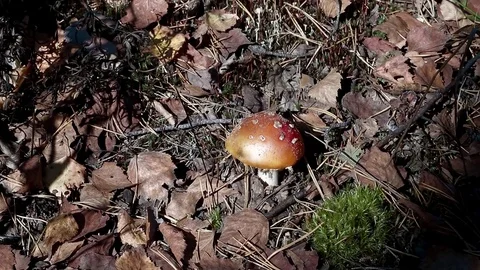 Landscape forest berries, mushrooms, trees plants nature insects Stock Footage 80287600