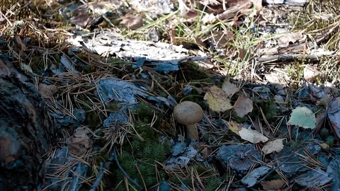 Landscape forest berries, mushrooms, trees plants nature insects Stock Footage 80287606