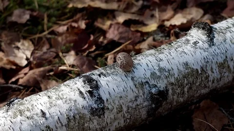 Landscape forest berries, mushrooms, trees plants nature insects Stock Footage 80287609