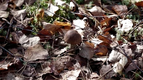 Landscape forest berries, mushrooms, trees plants nature insects Video stock 80287611
