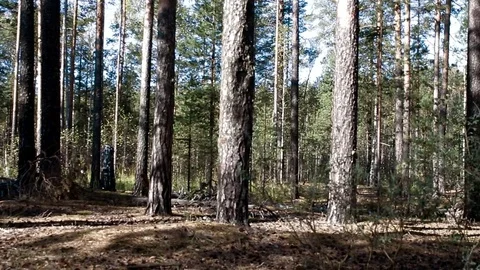 Landscape forest berries, mushrooms, trees plants nature insects Stock Footage 80287612