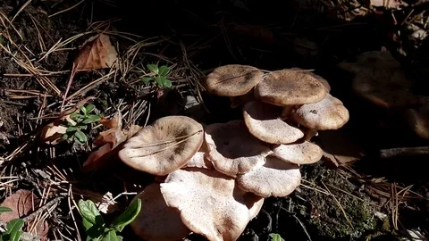 Landscape forest berries, mushrooms, trees plants nature insects Stock Footage 80287626