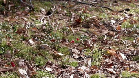 Landscape forest berries, mushrooms, trees plants nature insects Stock Footage 80287630