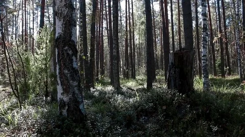 Landscape forest berries, mushrooms, trees plants nature insects Video stock 80287631