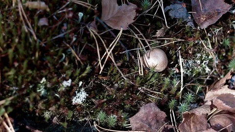 Landscape forest berries, mushrooms, trees plants nature insects Video stock 80287634