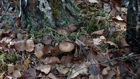 Landscape forest berries, mushrooms, trees plants nature insects Stock Footage 80287638