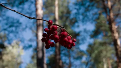 Landscape forest berries, mushrooms, trees plants nature insects Video stock 80287640