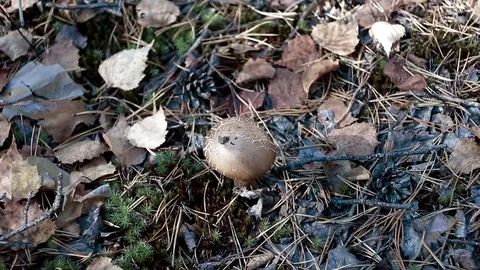 Landscape forest berries, mushrooms, trees plants nature insects Video stock 80287641