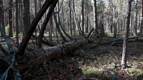 Landscape forest berries, mushrooms, trees plants nature insects Stock Footage 80287647
