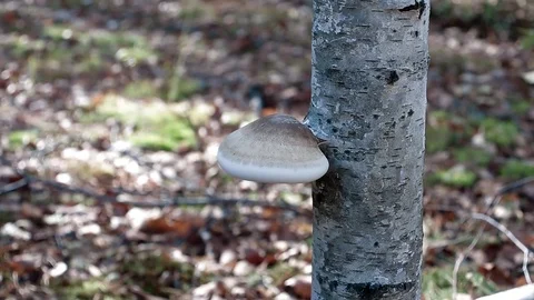 Landscape forest berries, mushrooms, trees plants nature insects Video stock 80287651