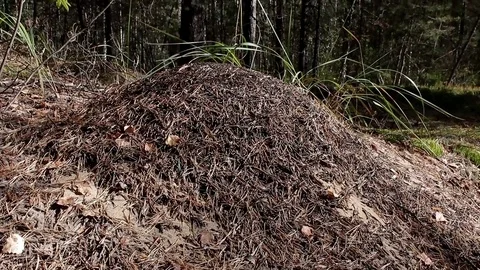 Landscape forest berries, mushrooms, trees plants nature insects Video stock 80287657