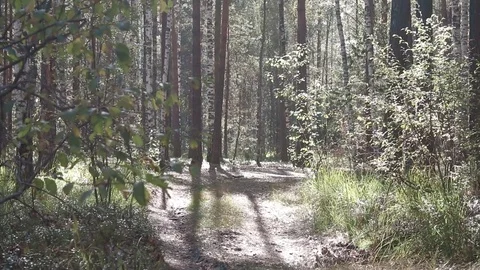 Landscape forest berries, mushrooms, trees plants nature insects Stock Footage 80287658