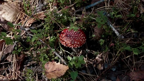 Landscape forest berries, mushrooms, trees plants nature insects Stock Footage 80287659