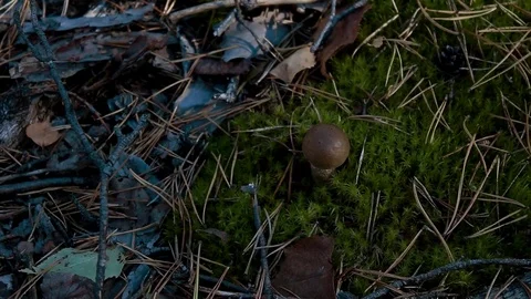 Landscape forest berries, mushrooms, trees plants nature insects Stock Footage 80287660