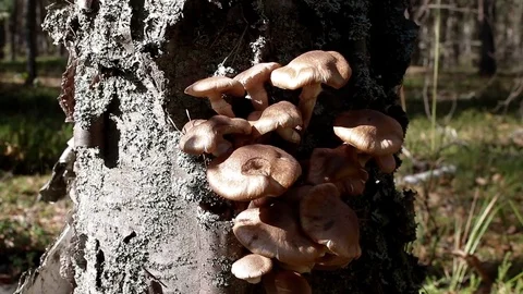 Landscape forest berries, mushrooms, trees plants nature insects Video stock 80287671