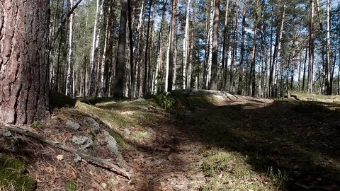 Landscape forest berries, mushrooms, trees plants nature insects Stock Footage 80287684