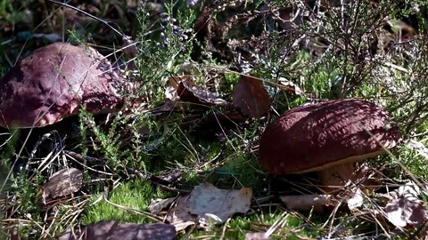 Landscape forest berries, mushrooms, trees plants nature insects Stock Footage 80287688