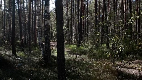 Landscape forest berries, mushrooms, trees plants nature insects Stock Footage 80287707