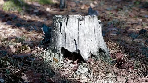 Landscape forest berries, mushrooms, trees plants nature insects Video stock 80287708