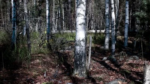 Landscape forest berries, mushrooms, trees plants nature insects Video stock 80287712