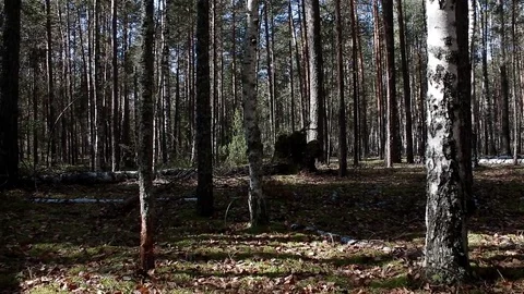 Landscape forest berries, mushrooms, trees plants nature insects Video stock 80287717