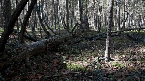 Landscape forest berries, mushrooms, trees plants nature insects Video stock 80287723