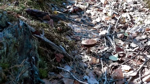 Landscape forest berries, mushrooms, trees plants nature insects Stock Footage 80287725