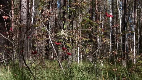 Landscape forest berries, mushrooms, trees plants nature insects Video stock 80287728