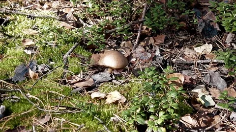Landscape forest berries, mushrooms, trees plants nature insects Video stock 80287739