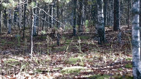 Landscape forest berries, mushrooms, trees plants nature insects Stock Footage 80287748