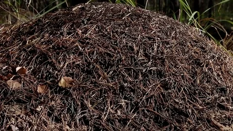 Landscape forest berries, mushrooms, trees plants nature insects Stock Footage 80287749