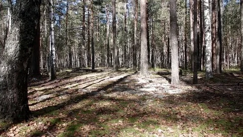 Landscape forest berries, mushrooms, trees plants nature insects Video stock 80287757