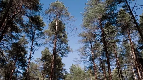 Landscape forest berries, mushrooms, trees plants nature insects Stock Footage 80287758