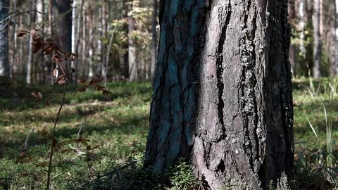Landscape forest berries, mushrooms, trees plants nature insects Video stock 80287759