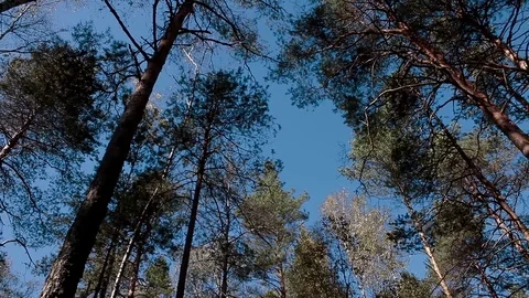 Landscape forest berries, mushrooms, trees plants nature insects Stock Footage 80287764
