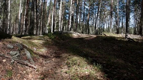 Landscape forest berries, mushrooms, trees plants nature insects Stock Footage 80287769