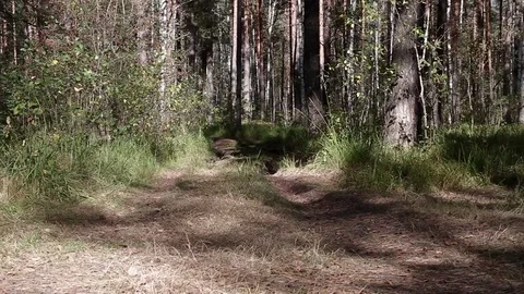 Landscape forest berries, mushrooms, trees plants nature insects Stock Footage 80287775