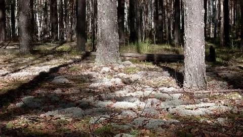 Landscape forest berries, mushrooms, trees plants nature insects Stock Footage 80287782