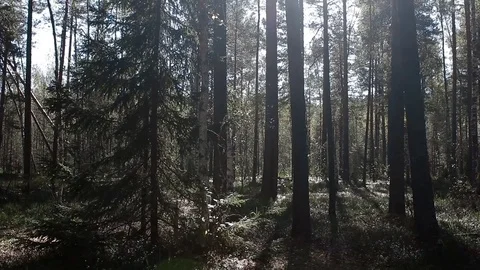 Landscape forest berries, mushrooms, trees plants nature insects Stock Footage 80287791