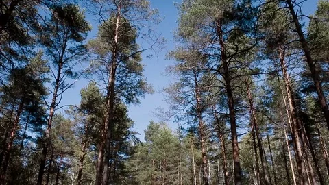 Landscape forest berries, mushrooms, trees plants nature insects Video stock 80287797
